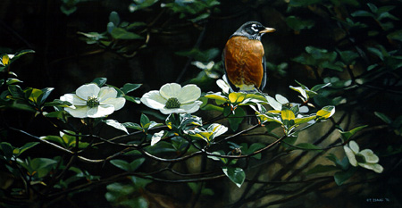 Backyard Robin by Terry Isaac