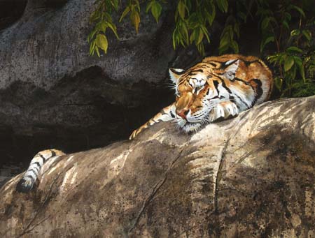 Tiger Pause 9703 by Luke Buck