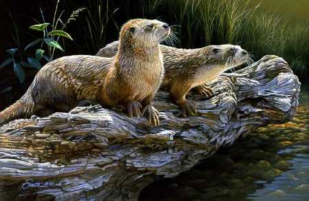 River Otters by Daniel Smith