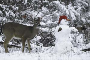 Deer, Cardinal and Snowman by Carl R. Sams II