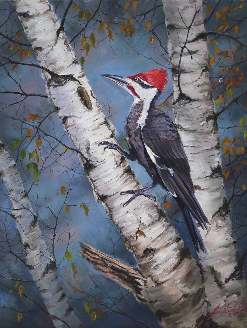 JP – 1-Pileated Woodpecker by Jack Paluh