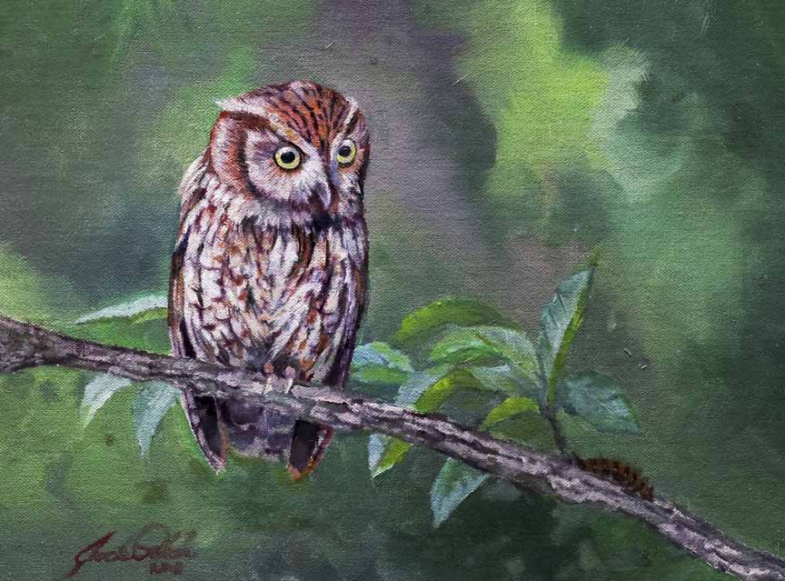JP – 1-Screech Owl by Jack Paluh
