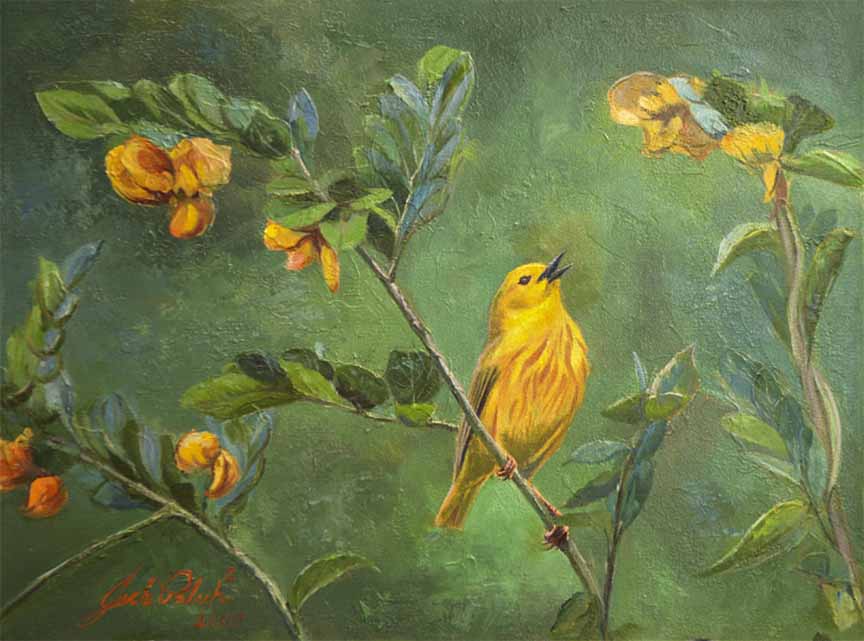 JP – 1-Yellow Warbler by Jack Paluh