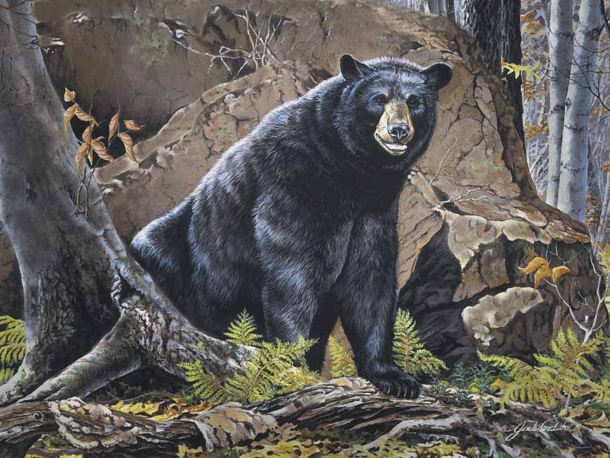 JP – 2-Allegheny Black Bear by Jack Paluh