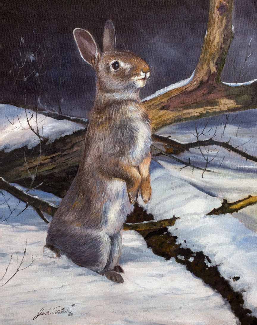 JP – 2-Curious Cottontail by Jack Paluh
