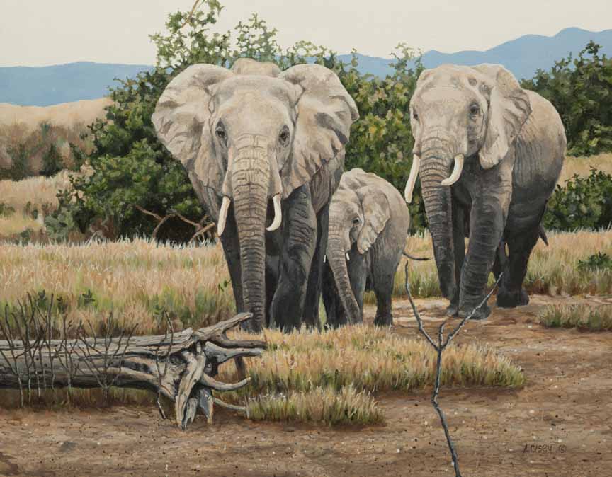 AC – African Giants – Elephants © Audrey Casey