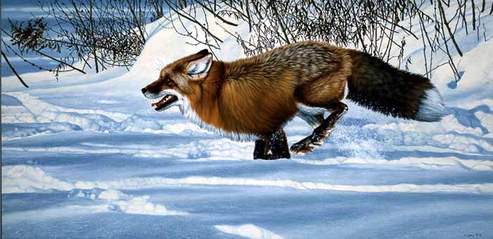 AC – Free as the Wind – Red Fox © Audrey Casey