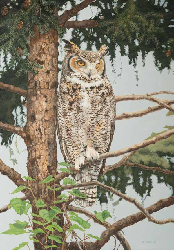 AC – Great Horned Owl © Audrey Casey