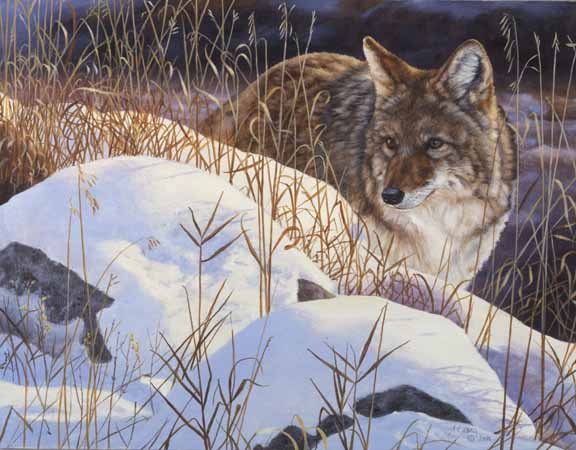 AC – High Country – Coyote © Audrey Casey