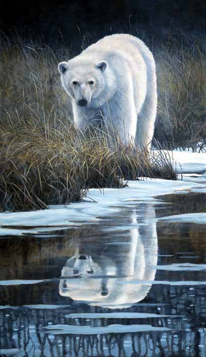 AC – Misty Reflections – Polar Bear © Audrey Casey