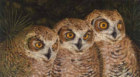 AC – Owls © Audrey Casey