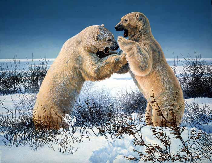 AC – Polar Bear Sparring © Audrey Casey