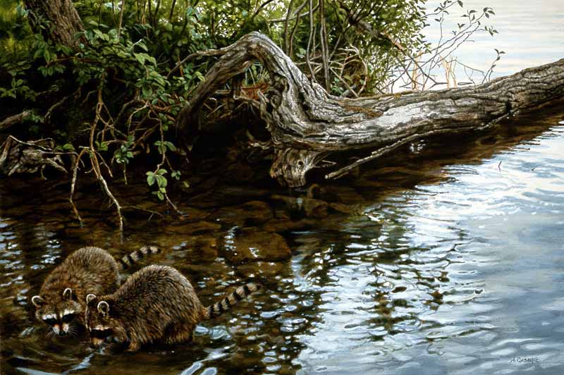 AC – Shallow Water Forage – Raccoons © Audrey Casey
