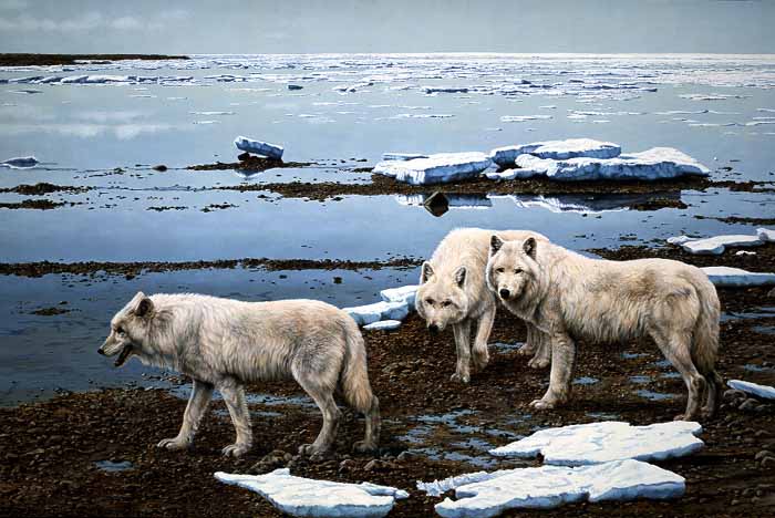 AC – Tidal Flats – Arctic Wolves © Audrey Casey