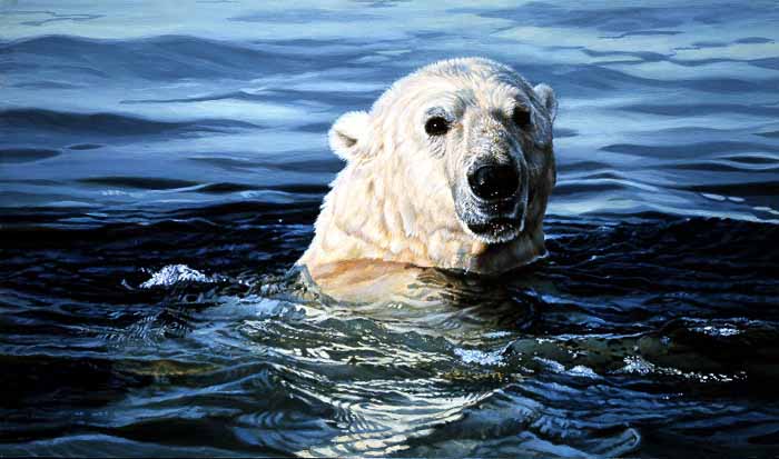 AC – Treading Water – Polar Bear © Audrey Casey