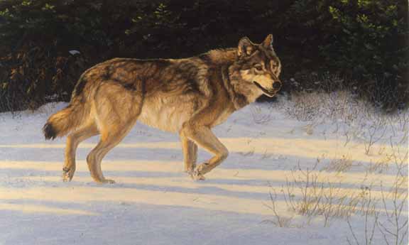 AC – Wolf 1 © Audrey Casey