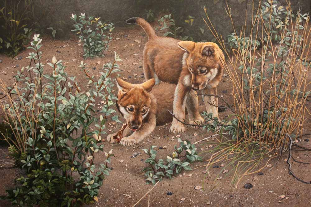 AC – Wolf Cubs © Audrey Casey