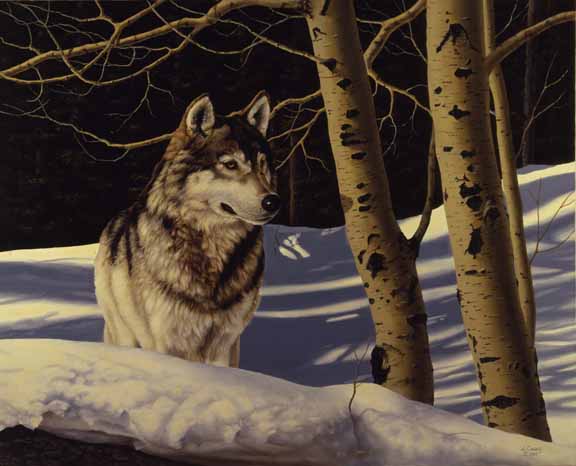 AC – Wolf © Audrey Casey