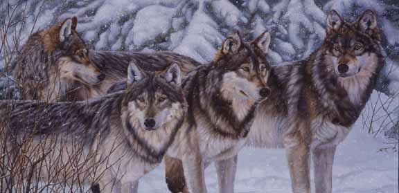 AC – Wolves © Audrey Casey