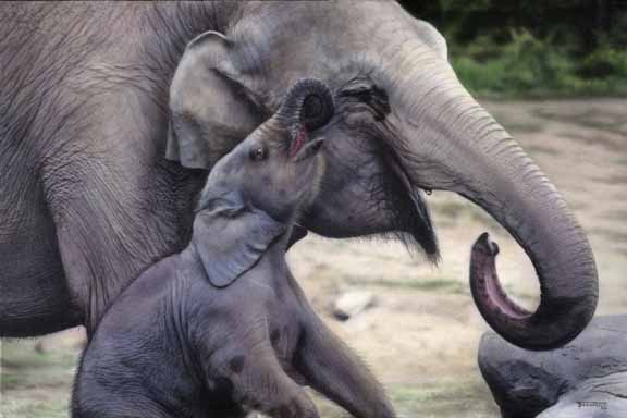 TD – A Mothers Love – Elephants © Tim Donovan