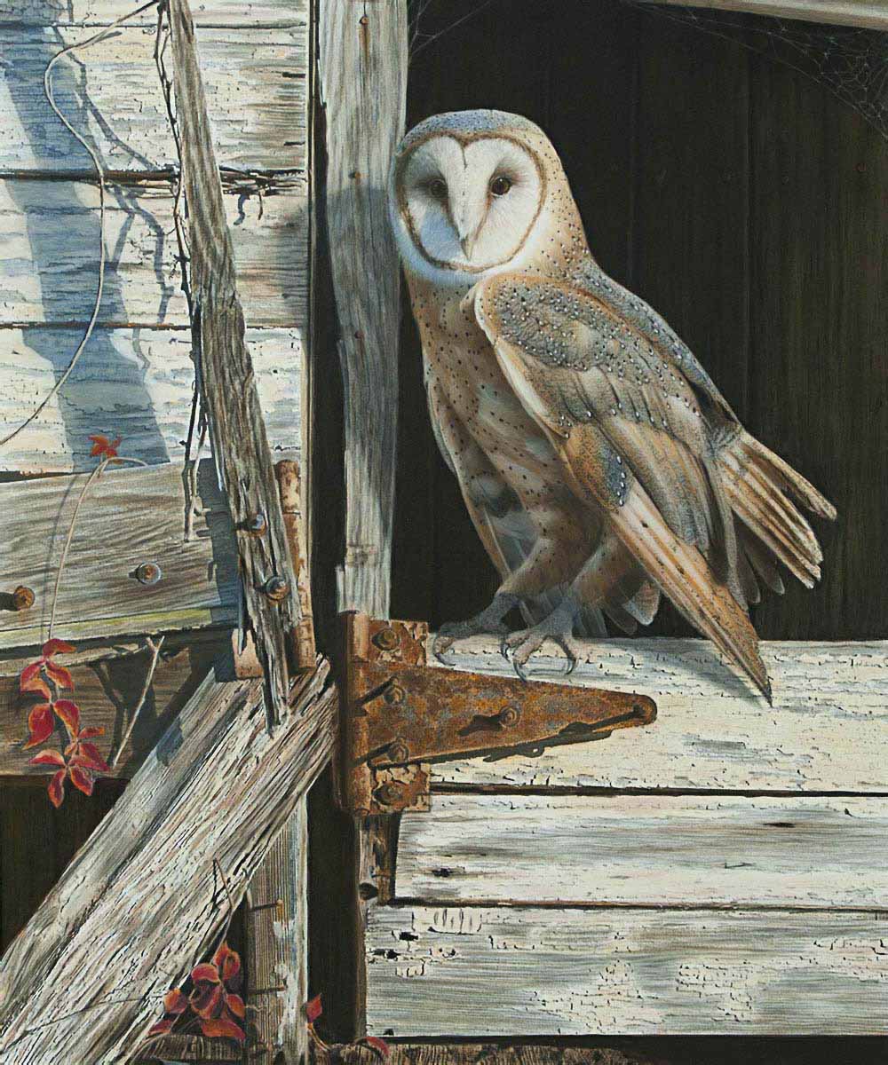 TD – Barn Owl © Tim Donovan
