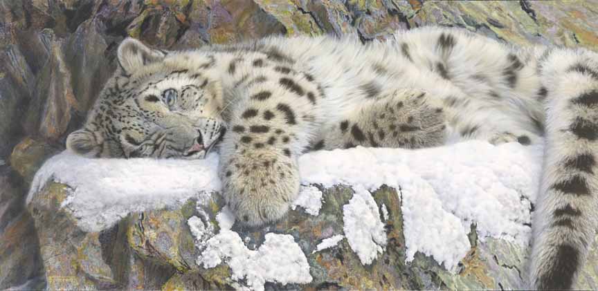 TD – Sleepy – Snow Leopard © Tim Donovan
