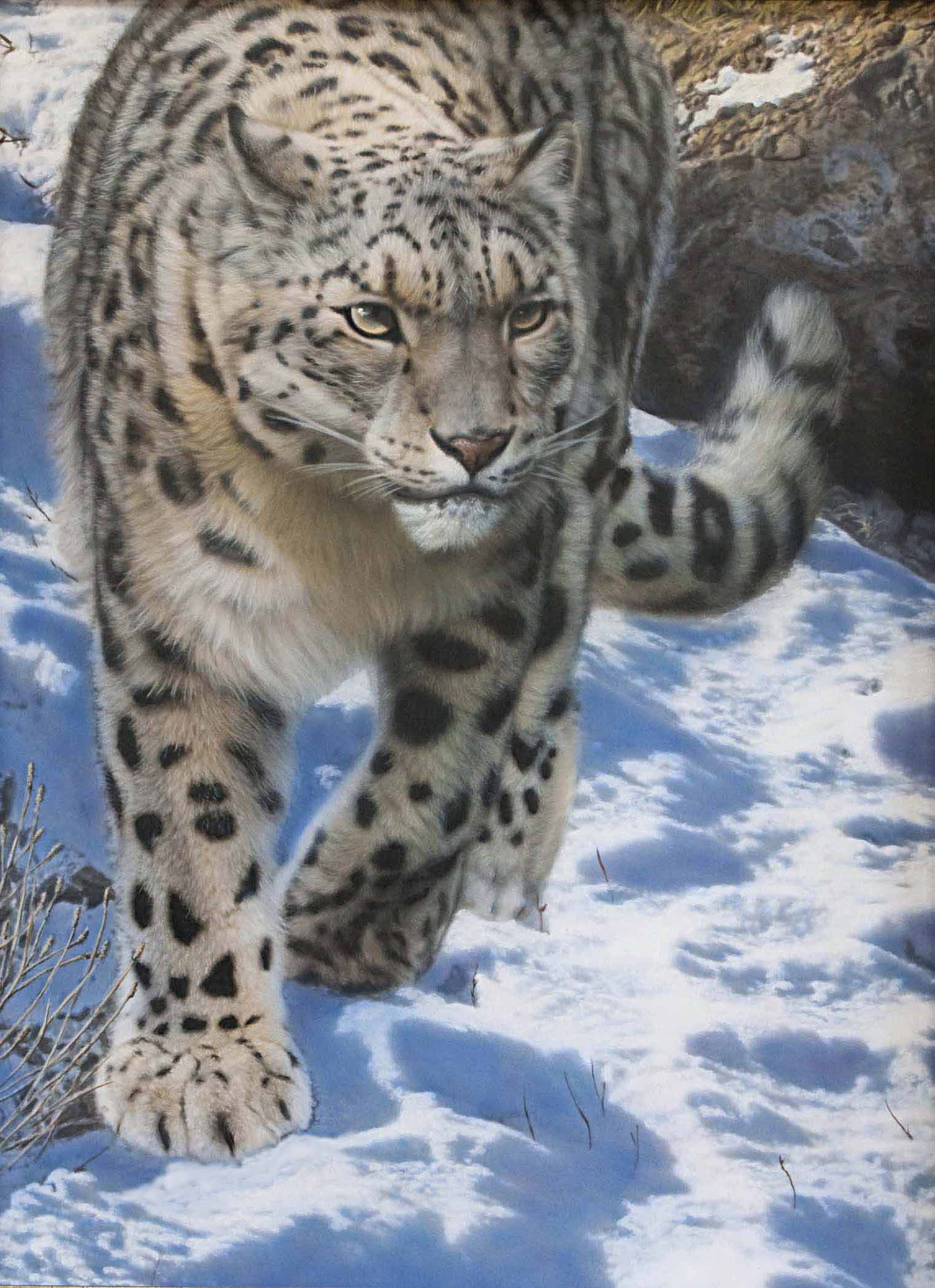 TD – Snow Leopard © Tim Donovan
