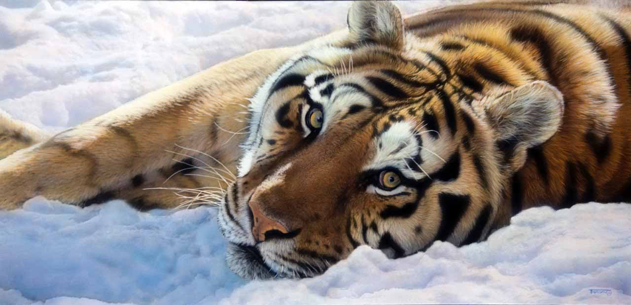 TD – Tiger © Tim Donovan