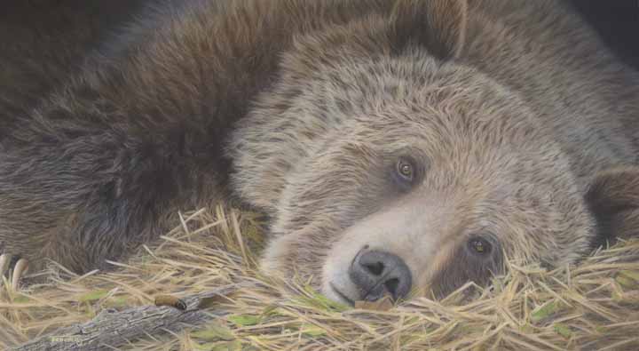 TD – Whoolly Bears © Tim Donovan