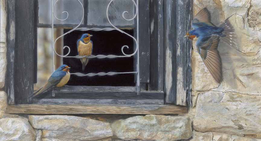 TD – Window Shoppers – Barn Swallows © Tim Donovan