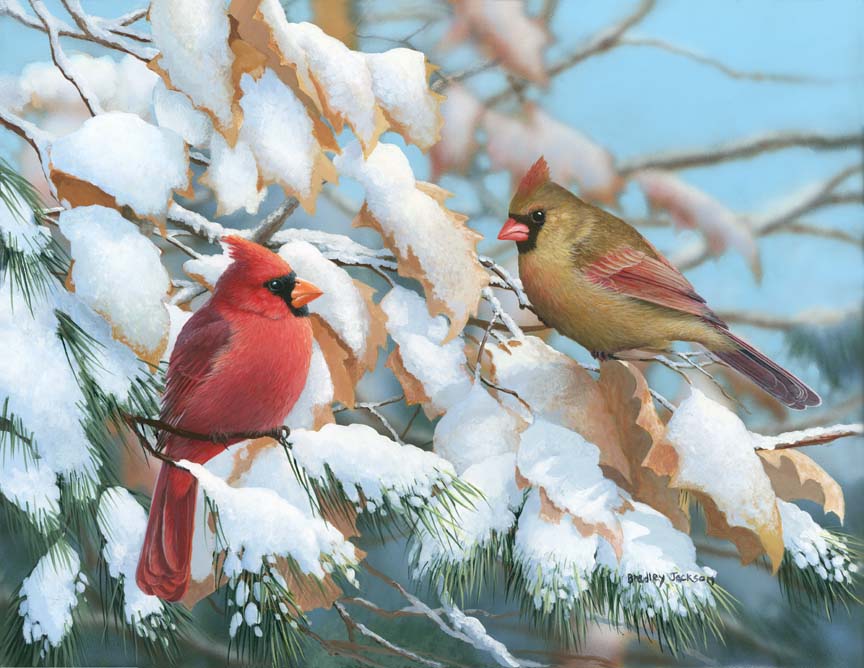 BJ – A Crisp Winter Day – Cardinals © Bradley Jackson