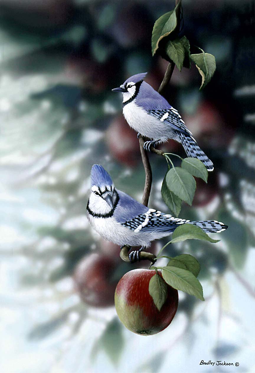 BJ – Apple Orchard – Blue Jays © Bradley Jackson