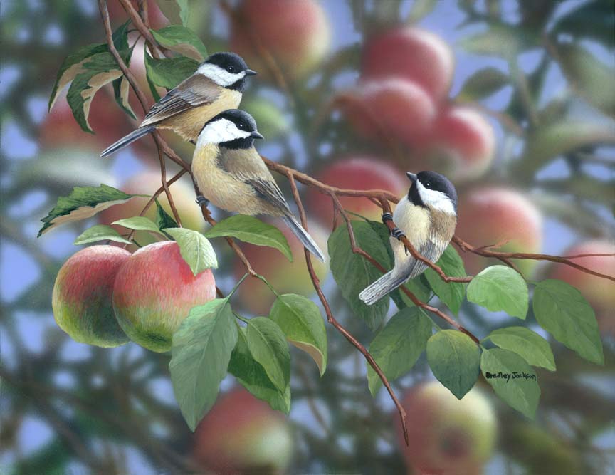 BJ – Apple Orchard – Chickadees © Bradley Jackson