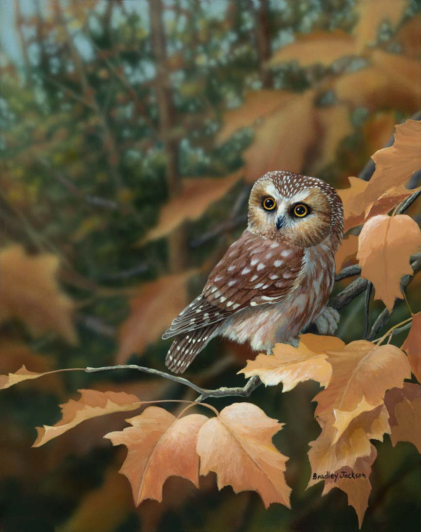 BJ – Autumn Leaves – Saw-whet Owl © Bradley Jackson