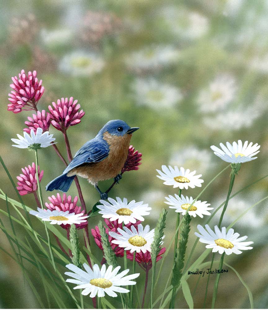BJ – Bluebird and Daisies – Eastern Bluebird © Bradley Jackson