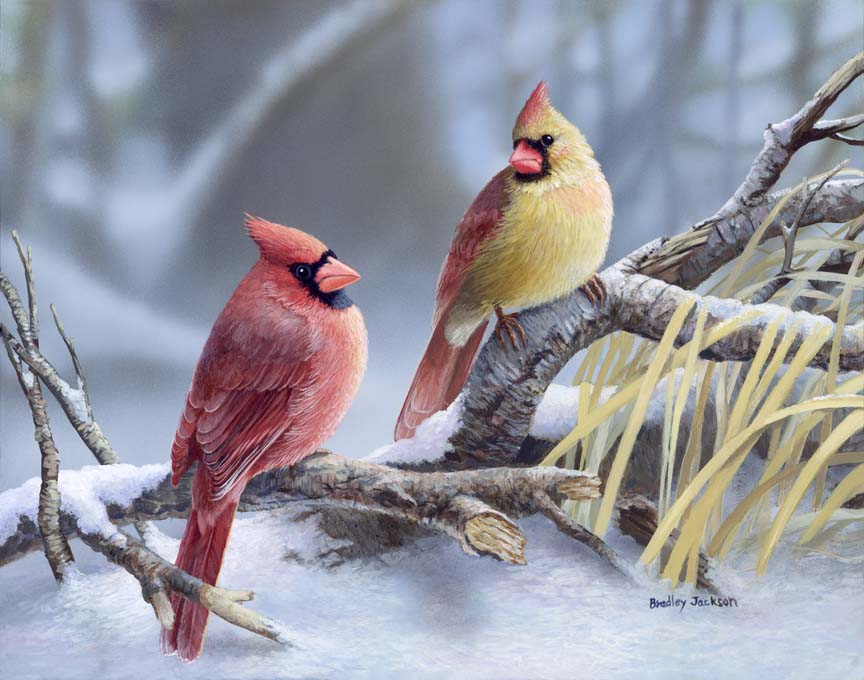BJ – Cardinals at Dusk © Bradley Jackson