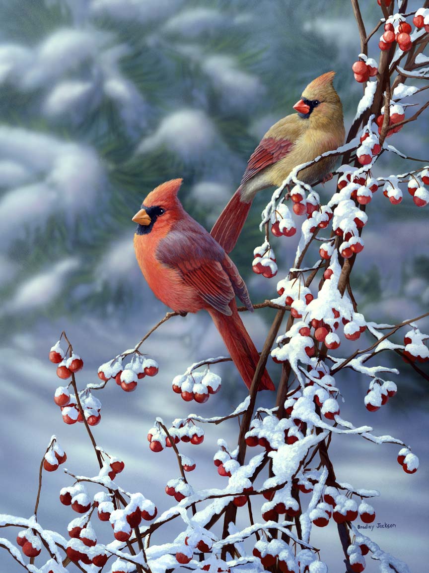 BJ – Cardinals in Snow © Bradley Jackson