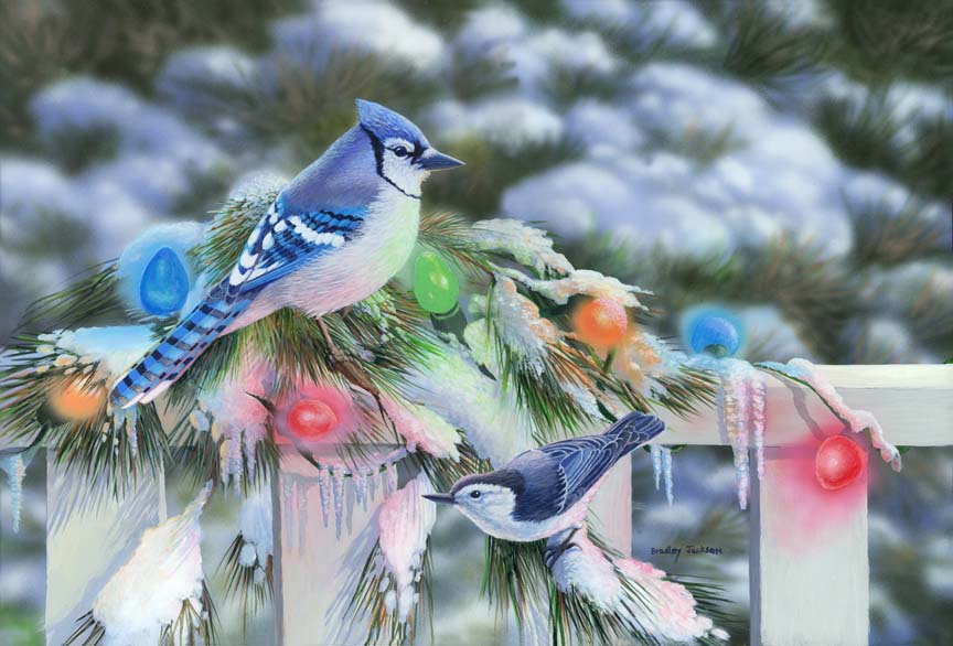 BJ – Christmas Lights – Blue Jays © Bradley Jackson