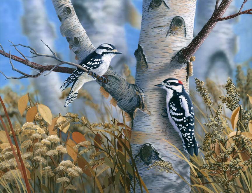 BJ – Downy Woodpeckers © Bradley Jackson