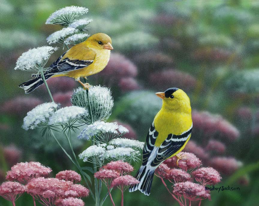 BJ – Gold & Lace – American Goldfinch © Bradley Jackson