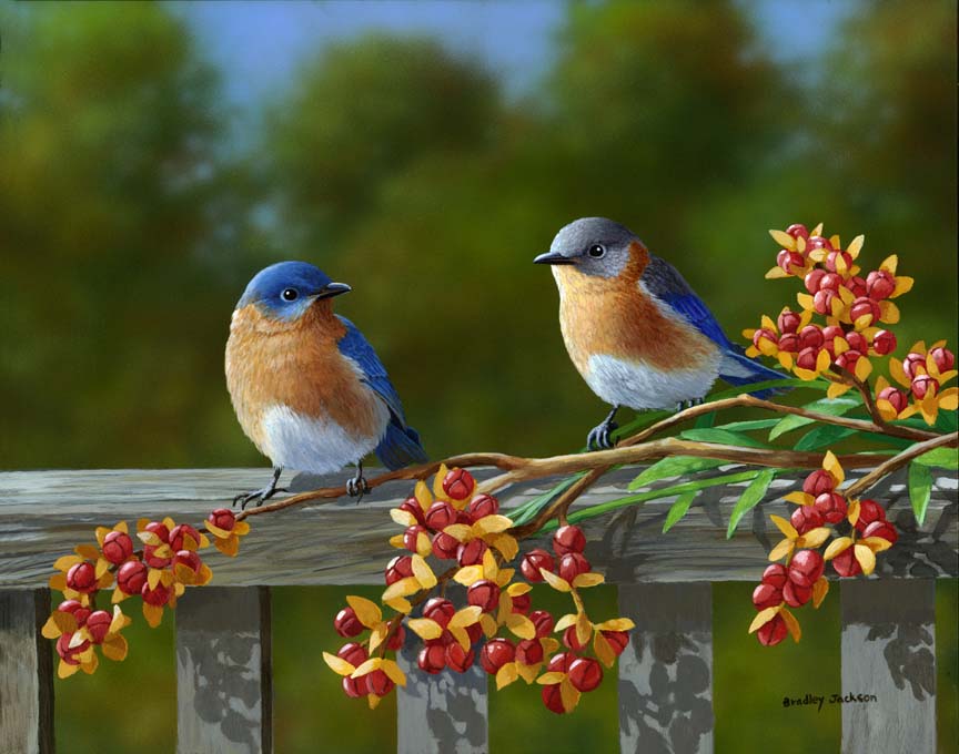 BJ – Harold & Gracie – Eastern Bluebirds © Bradley Jackson