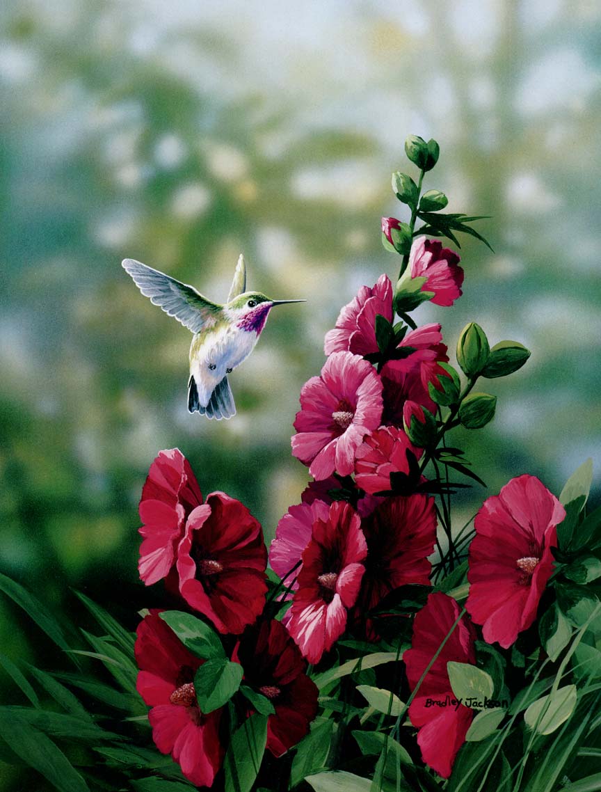 BJ – Hollyhock in Bloom – Hummingbird © Bradley Jackson