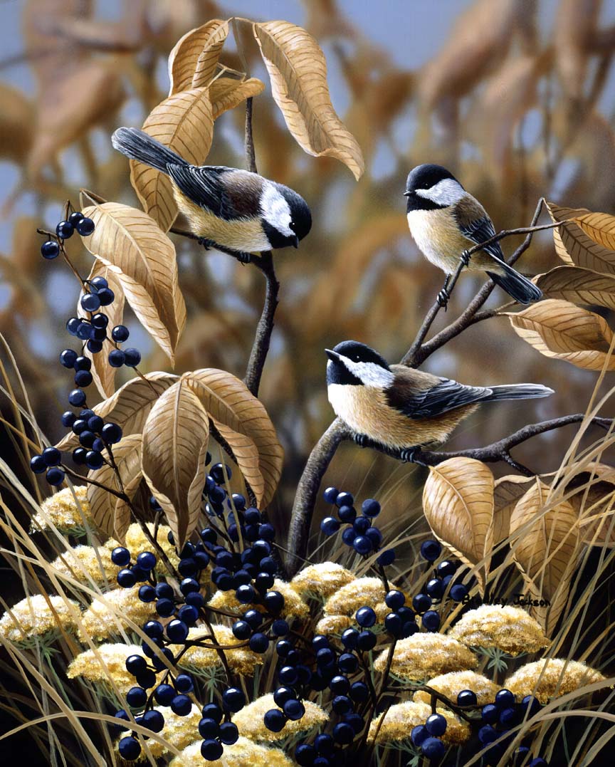 BJ – Late Fall – Chickadees © Bradley Jackson