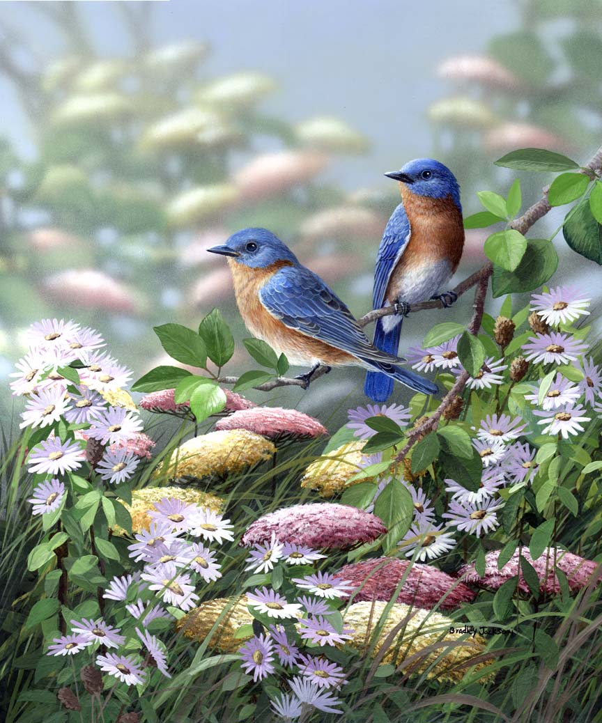 BJ – Meadow Bluebirds – Eastern Bluebirds © Bradley Jackson