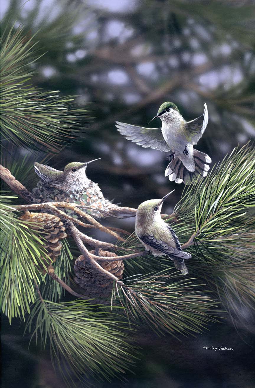 BJ – Nest in Pines – Hummingbirds © Bradley Jackson