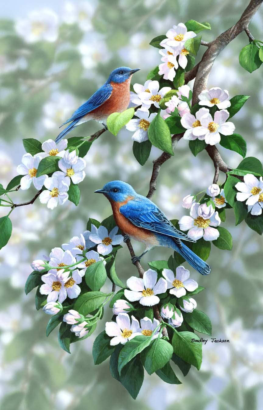 BJ – Orchard Blues – Eastern Bluebirds (cropped-adjusted) © Bradley Jackson