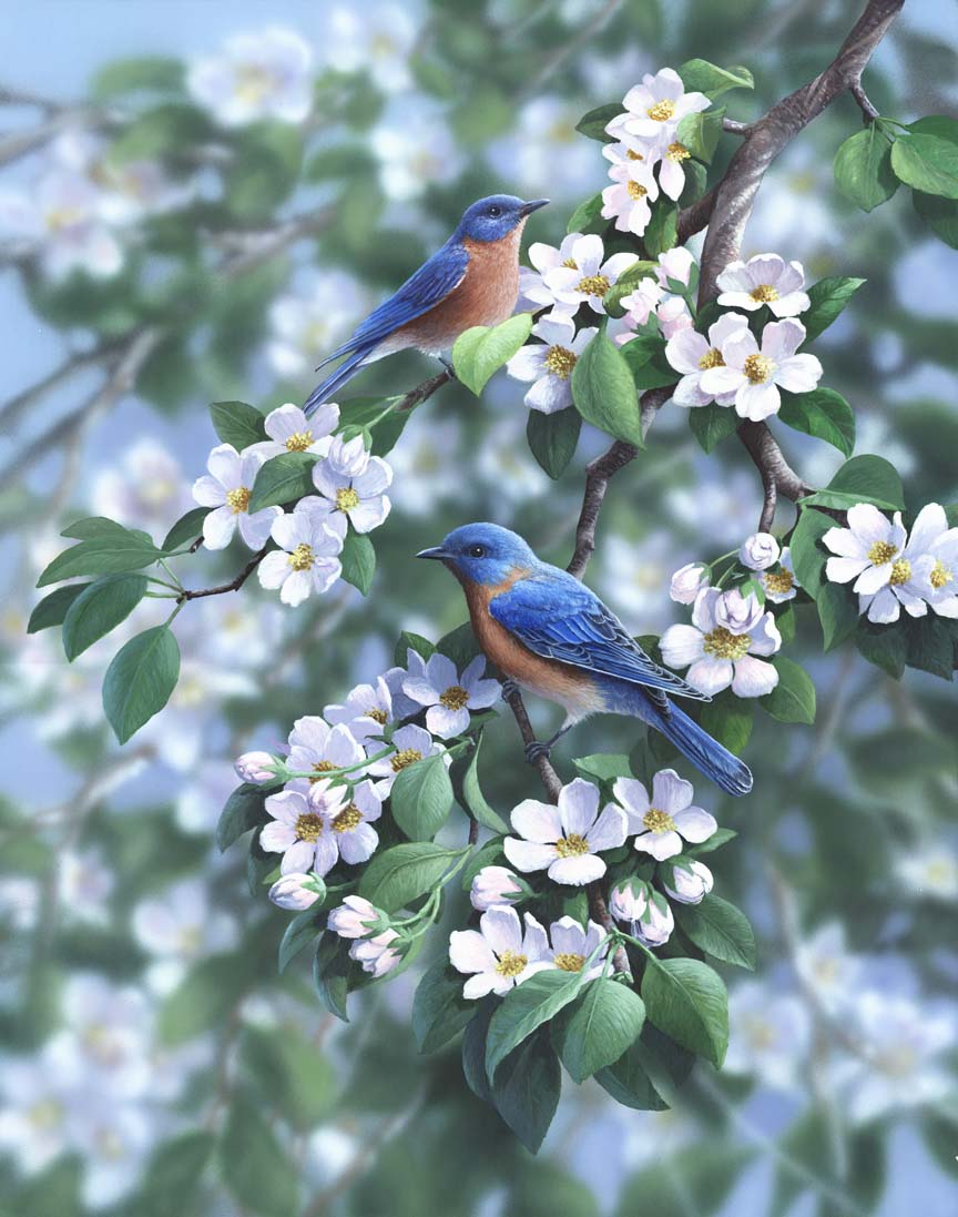 BJ – Orchard Blues – Eastern Bluebirds © Bradley Jackson
