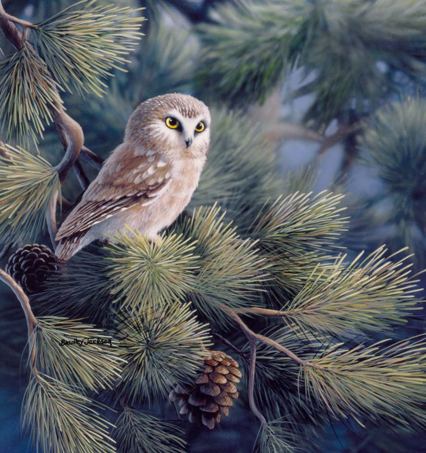 BJ – Saw Whet Owl 2 © Bradley Jackson