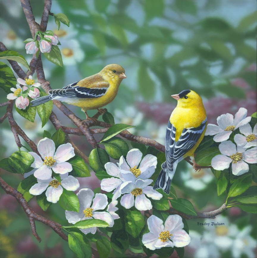 BJ – Signs of Spring – American Goldfinch © Bradley Jackson