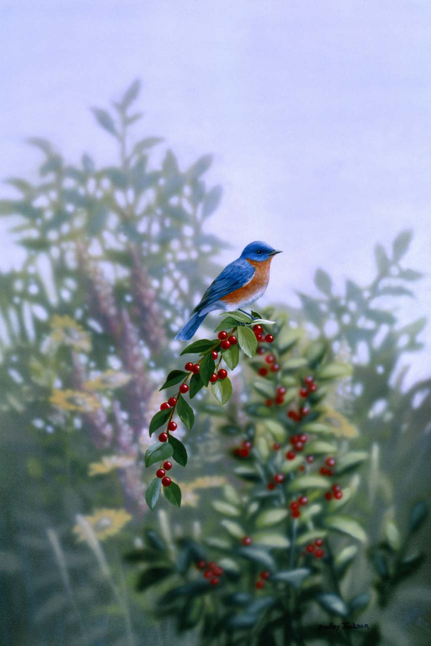 BJ – Single Blue – Eastern Bluebird © Bradley Jackson